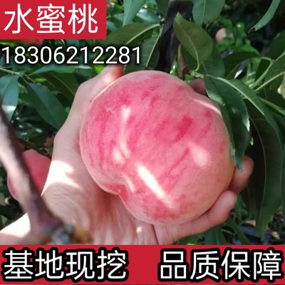水蜜桃树苗阳山水蜜桃白凤桃苗