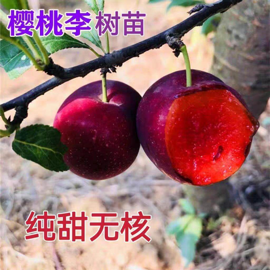 美国小仙子樱桃李树苗李树果苗树新品种红肉甜李子苗南方北方庭院