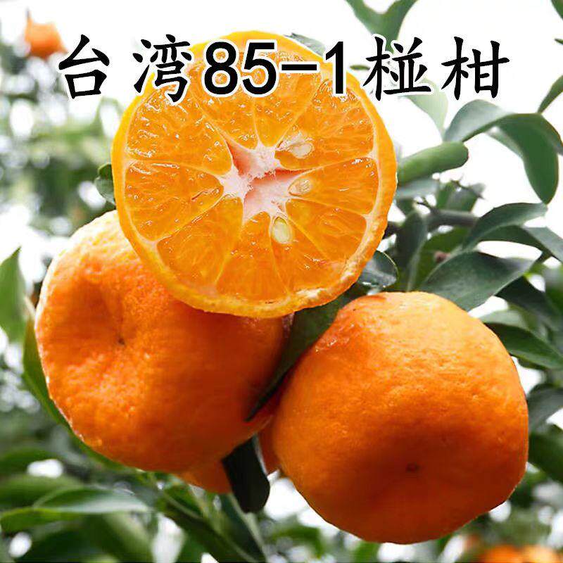 大果椪柑台湾85-1巨型椪柑树苗无核椪柑嫁接芦柑桔子树苗当年结果