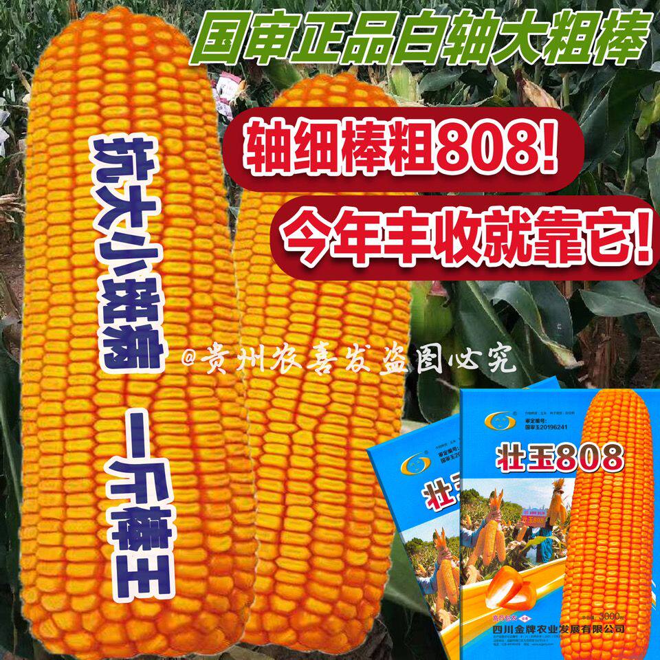 壮玉808高产大棒杂交玉米种子