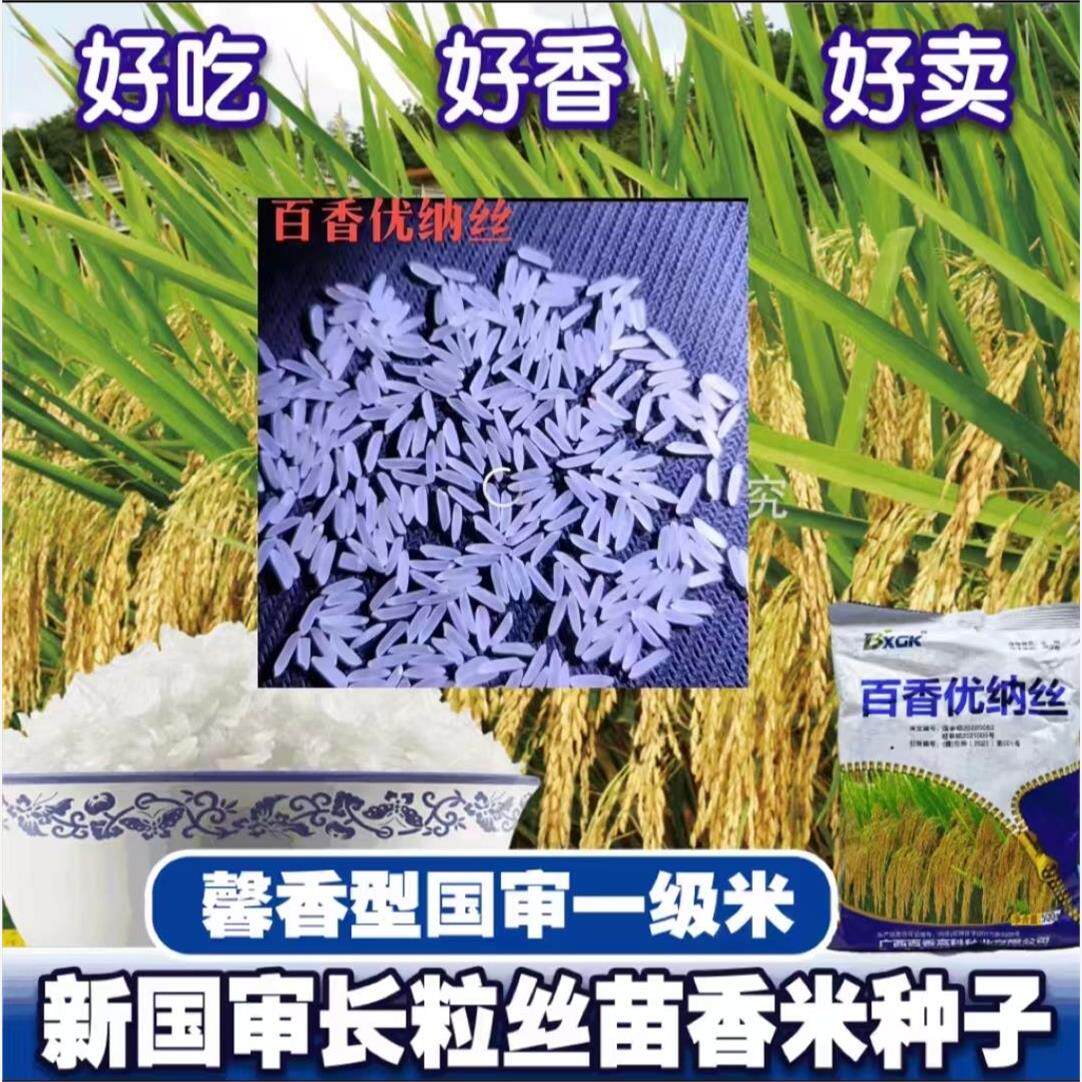 百香优纳丝杂交水稻种子猫牙米种