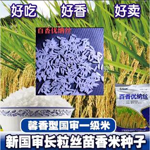 百香优纳丝长粒香米优质水稻谷种早晚稻一级香稻高产杂交水稻种子