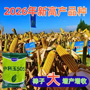 原装正品中科玉505高产杂交玉米种子矮秆早熟大棒老品种包谷种籽