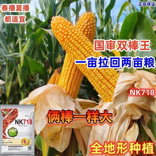 国审正品NK718高产杂交玉