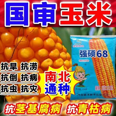国审正品强硕68玉米种子大棒矮杆