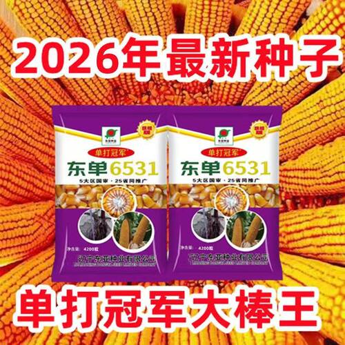 超高产东单6531杂交玉米种子抗旱