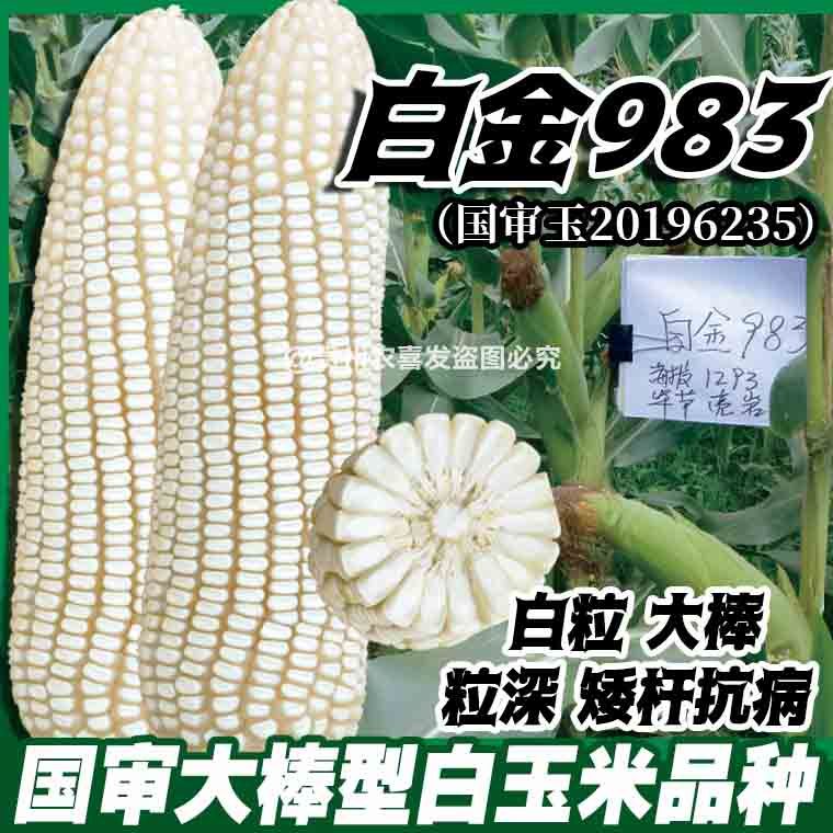 白金983国审白玉米种籽矮