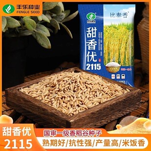 原装正品甜香优2115杂交水稻种子高产长粒猫牙香米一级南方稻谷种