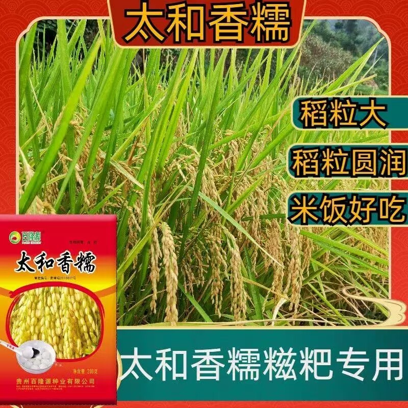 惠糯330长粒糯稻水稻种子高产圆糯米珍珠糯谷种大小香糯米可留种图片