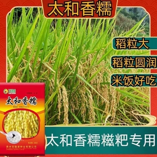 惠糯330长粒糯稻水稻种子高产圆糯米珍珠糯谷种大小香糯米可留种