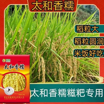 惠糯330长粒糯稻水稻种子高产圆糯米珍珠糯谷种大小香糯米可留种