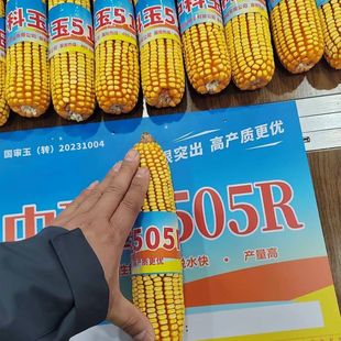 中科玉505R抗虫版D转基因玉米种杂交子超高产抗病特大棒矮杆抗倒