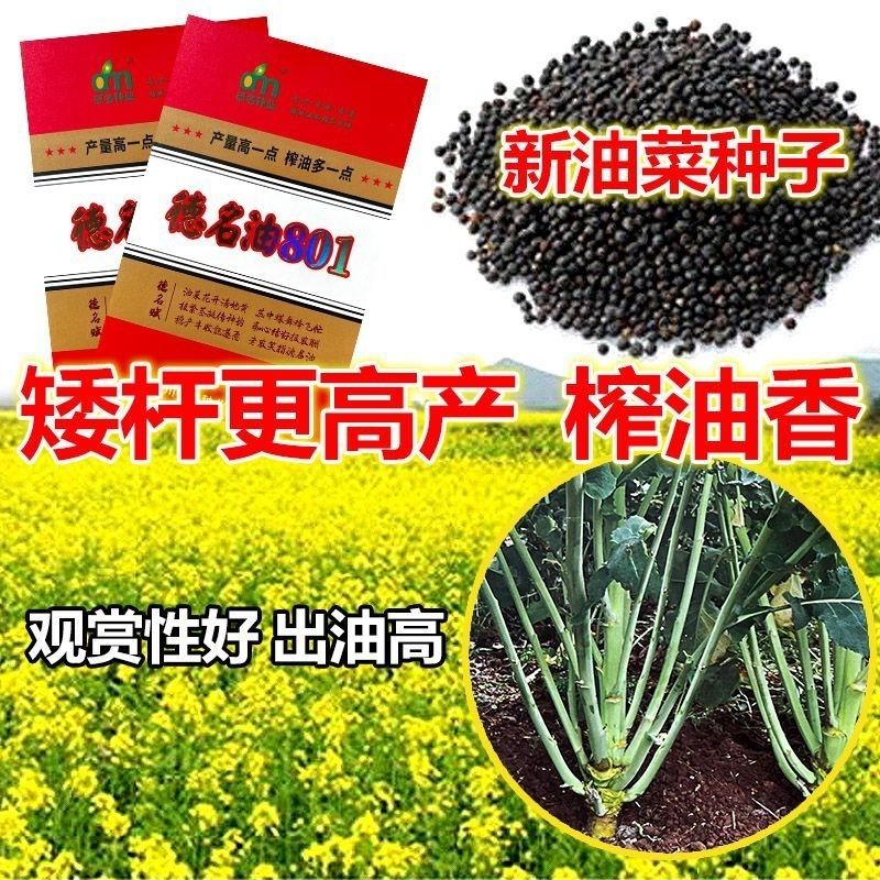 四川德名油801高产油菜种子早熟