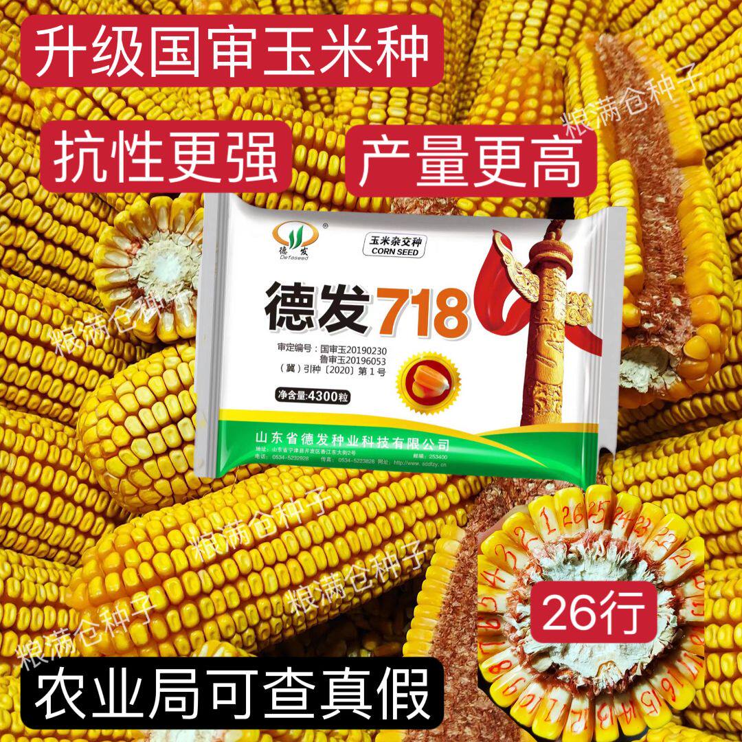 国审正品德发718杂交玉米种子高产红轴大棒南北方春夏播包谷种籽