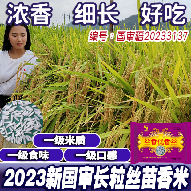 原装正品丝香优香丝杂交水稻种子