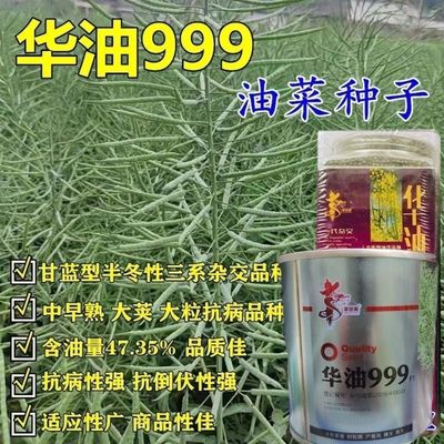 华油999正品原装油菜种子高产