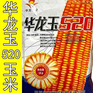 华龙玉520杂交玉米种子高产马齿型矮杆抗倒云南四川春播包谷种籽