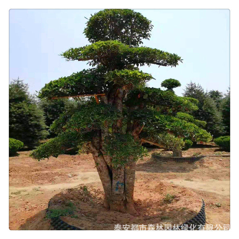 苗木公分直销1-30基地对节白蜡苗木成活率高园林绿化苗木
