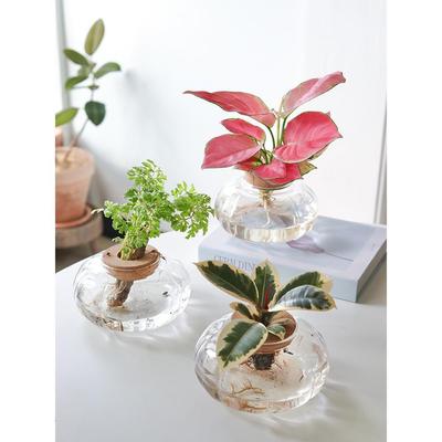 【南瓜玻璃】水培植物桌面水养绿植办公室内如意皇后水养盆栽其他