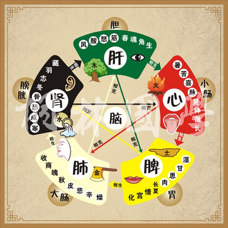 中医五行相生相克关系详解 五行脏腑辨证图 养生装饰画421