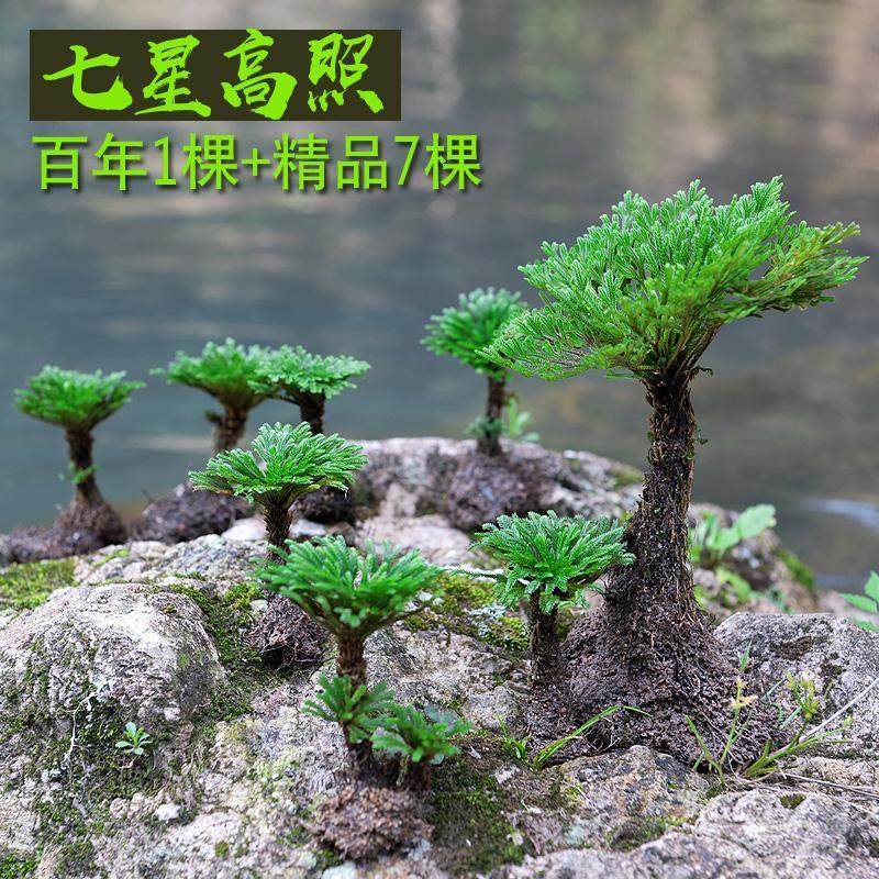 吸水石九死还魂草盆景假山卷柏造景绿植物花卉好养室内小盆栽,鲜花速递/花卉仿真/绿植园艺,绿植,淘宝优惠券,粉丝福利购,淘宝优惠卷