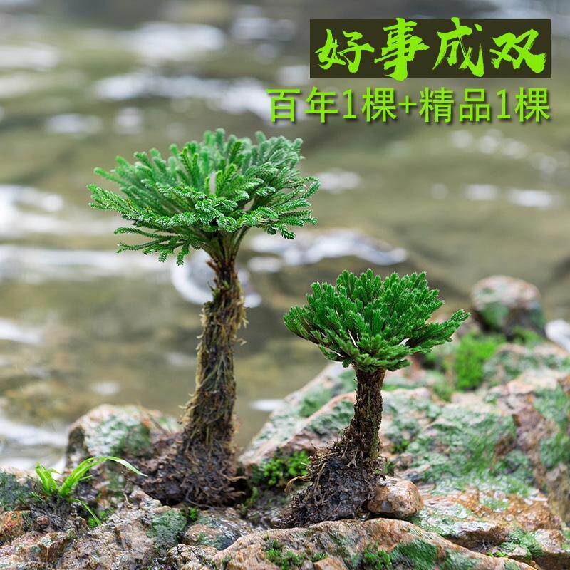 卷柏盆景九死还魂草假山吸水石造景绿植物花卉好养室内小盆栽