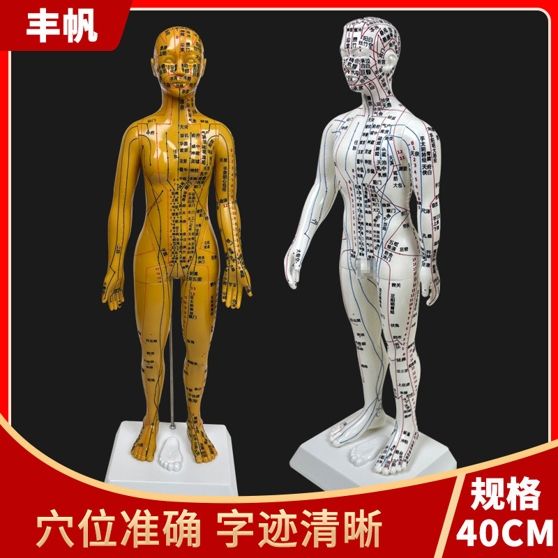 热销40厘米中医针灸穴位人体模型十二经络图铜人体穴位模型小皮人