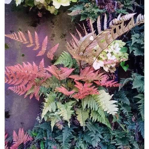 蕨盖鳞毛蕨盆栽彩虹红四季常绿盆栽花镜绿植耐寒庭院花园观赏