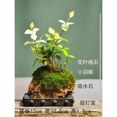 附石菖蒲吸水石小叶赤楠花叶络石狼尾蕨盆栽室内盆景苔藓绿植水培