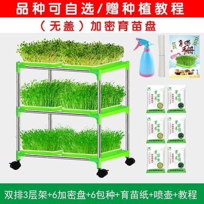 水培育苗盘香椿树食用香椿种子水培蔬菜架子香椿芽落地多层安安