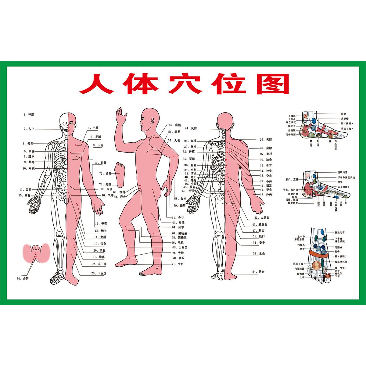 人体穴位图海报展板全身经络穴位参照图人体背部人体胸部墙贴墙纸