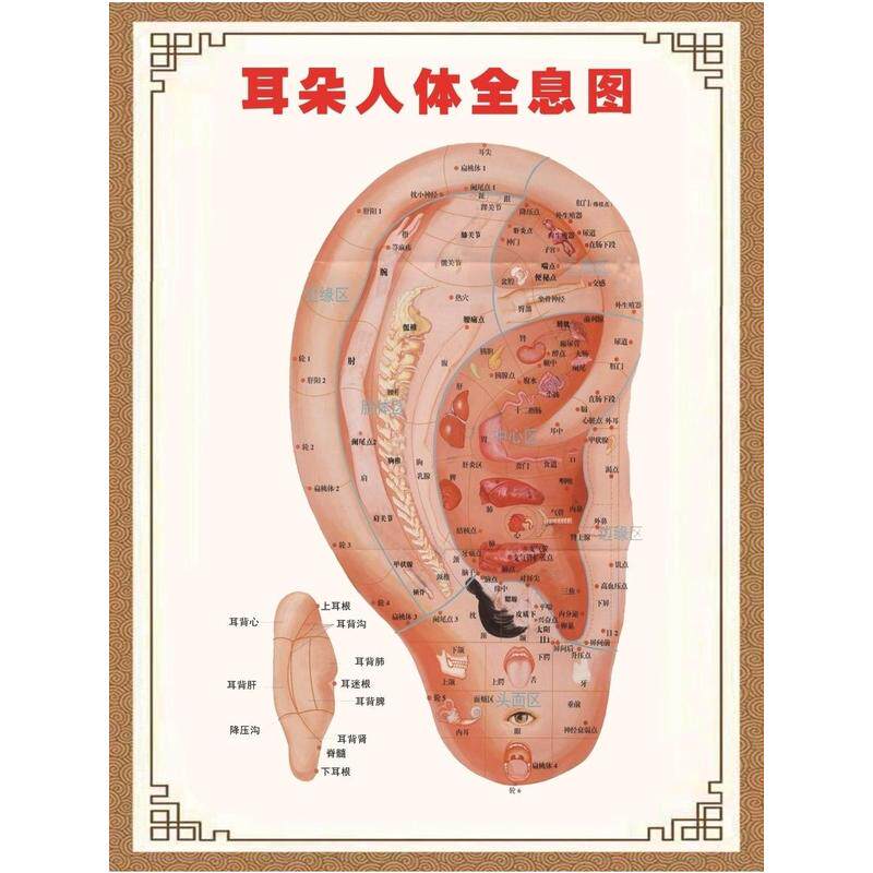 耳朵人体全息图海报展板耳朵穴位对照图墙贴纸中医耳穴KT板