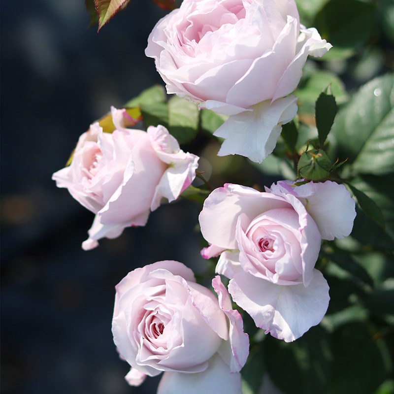 【蓝紫色系列】 天狼月季 中苗四季庭院植物玫瑰盆栽花苗