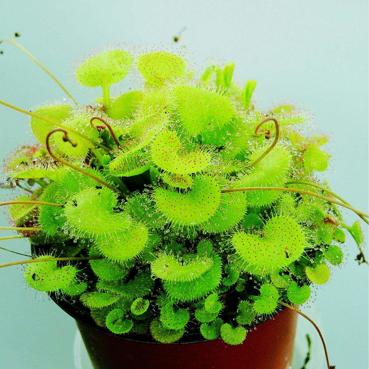 (负子)爱心茅膏菜droseraprolifera食虫植物捕蚊草捕虫草