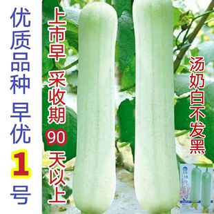 【3806人】早优1号白丝瓜种子 早熟高产肉丝瓜 四季菜蔬菜种