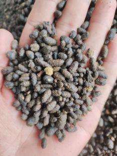 五灵脂米中药材五灵脂粉五灵脂野生五灵脂蒲黄五灵脂蒲黄正品