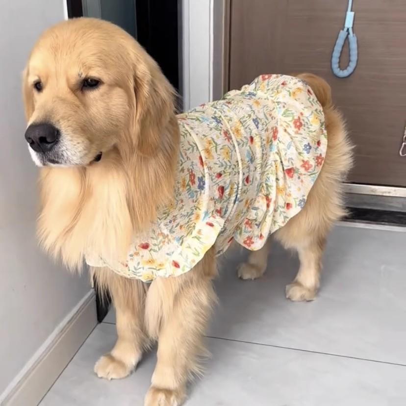 大型犬公主裙夏季薄款金毛萨摩耶拉布拉多阿拉斯加萨摩大狗狗衣服
