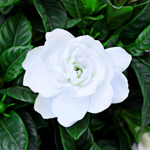 栀子花盆栽 芳香观花多年生木本植物 室I外庭院阳台客厅办公室植