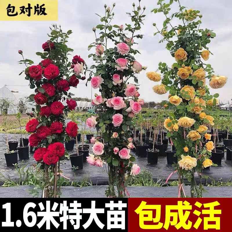 1.6米大苗 藤本月季蔷s薇花苗大花爬藤植物四季开花卉浓香玫瑰盆