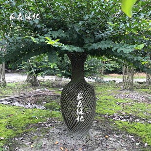 大红紫薇花瓶百日红痒q痒树篱笆桂花花瓶带根编织植物造型紫薇庭