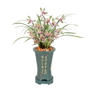 鸡尾酒兰花苗盆栽带花苞浓香春蕙兰F绿植花卉阳台铭品名贵四季 兰