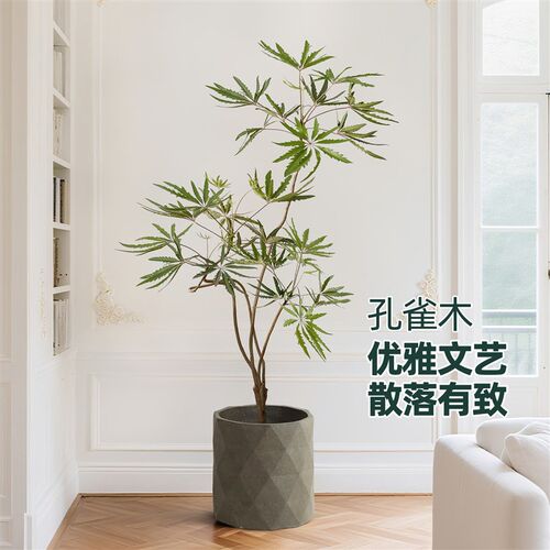 造型孔雀木绿植室内大型盆t栽卧室客厅法式高级感落地真植物办公