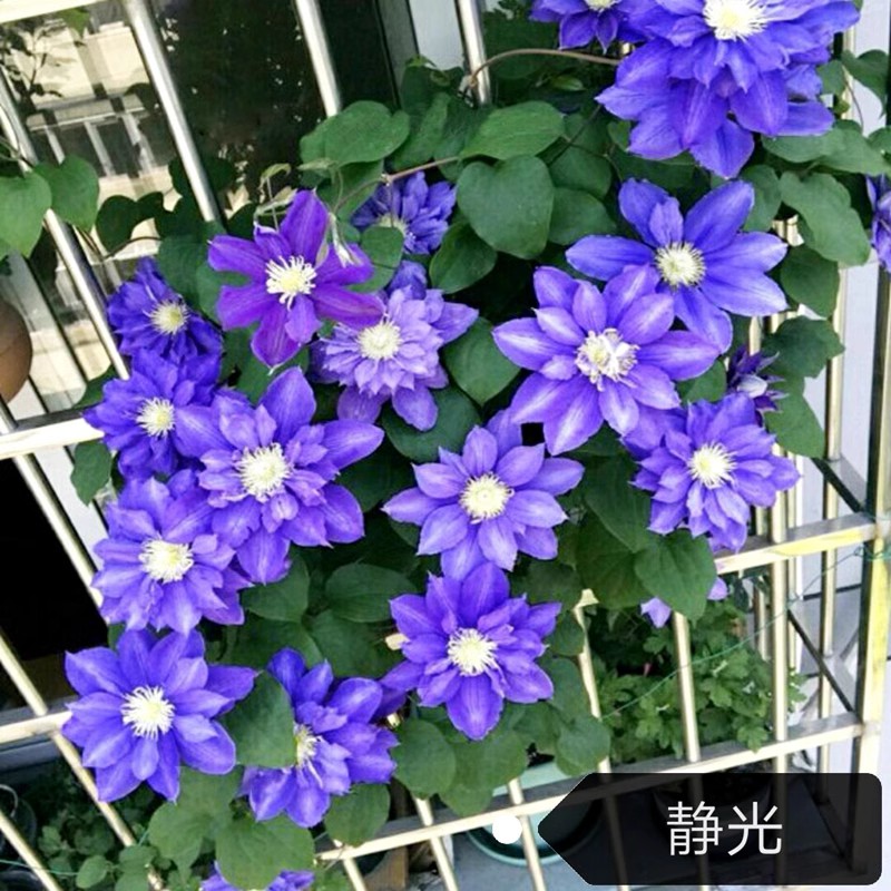 铁线莲爬藤植物庭院耐寒花卉乌托邦阳G台盆栽四季攀援大河爬墙开