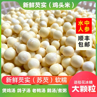 苏州大颗粒新鲜鸡头米芡实