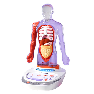 人体解刨模型摆件器官可拆卸儿童医学科普百科初启蒙教具学习玩具
