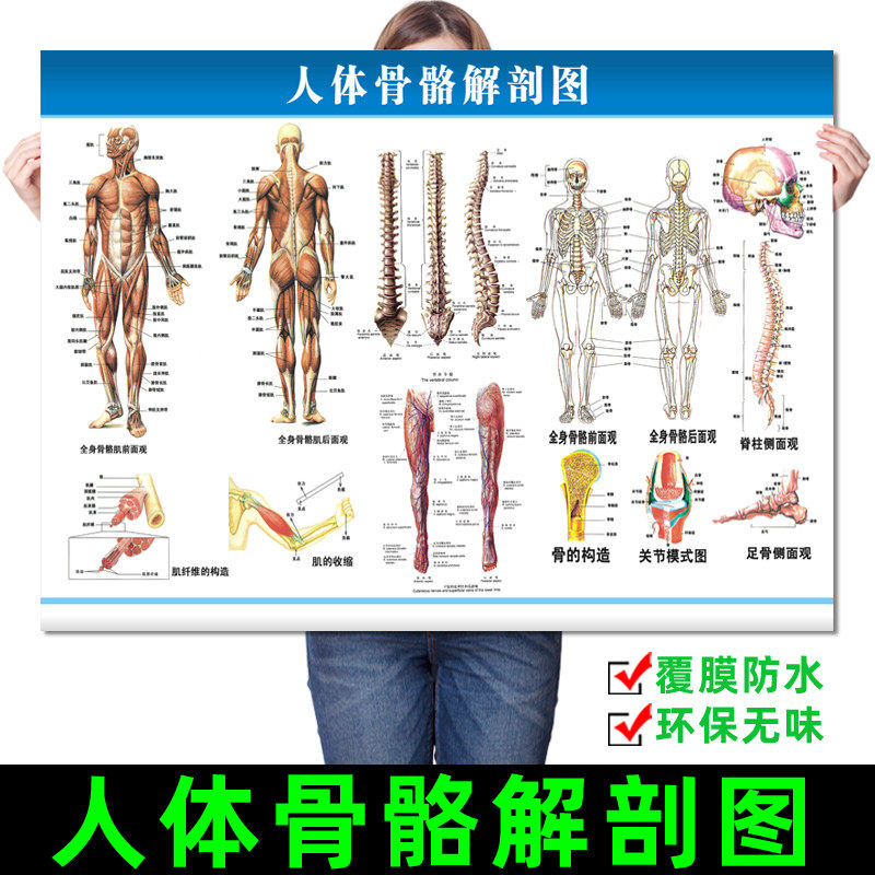 医院人体骨骼器官结构解剖图挂图腹部脏器肌肉内脏血管位置分布图