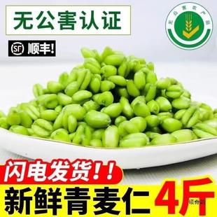 新货青麦仁鲜麦仁新鲜绿麦粒麦穗嫩小麦籽碾转五谷杂粮青麦仁2斤