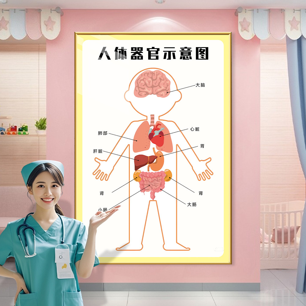 人体器官结构图医院墙面装饰器官示意图全身器官系统宣传海报墙贴