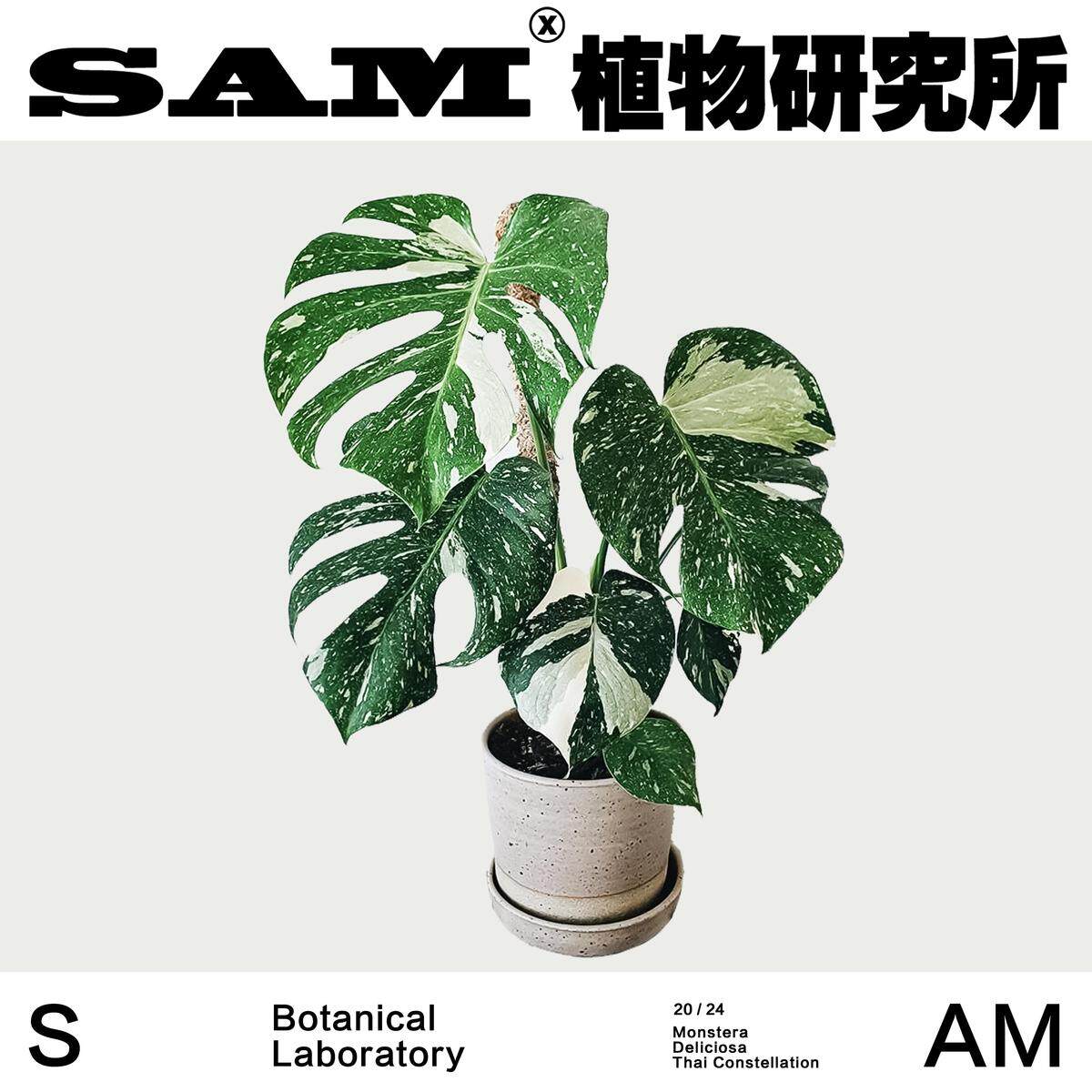洒金白锦龟背竹/ins绿植/家居好物/进口盆栽/阳台花园/植选礼物图片