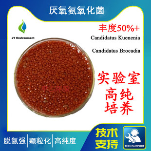 厌氧氨氧化 菌颗粒污泥红菌降总氮实验室用接种Anammox水处理菌种